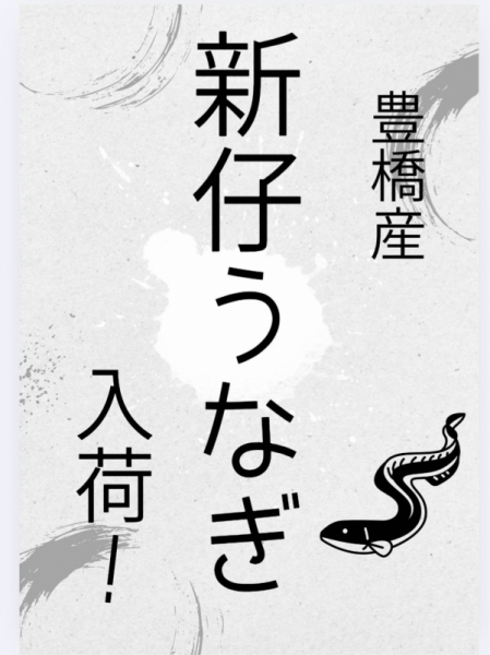 豊橋産　新仔うなぎ入荷